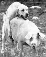 ������� ����