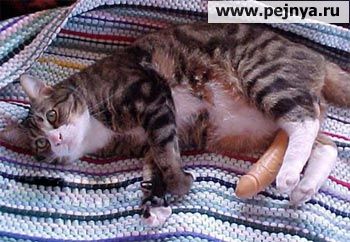 ���� ����������